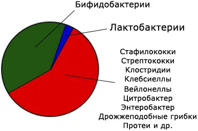 dysbiosis intestinal ca un cerc vicios