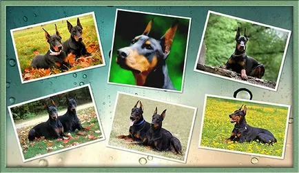 Descriere rasa Doberman, caracter, îngrijirea, animale de companie