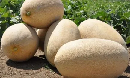 Melon Amal - jellemző a mezőgazdasági technikus és egyre korai érő hibrid