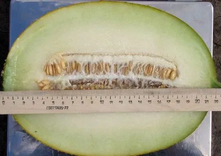 Melon Amal méltóság fajták és a mezőgazdasági technikák termesztés