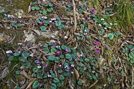 atracții Adygea