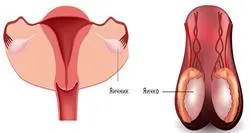 Organele și funcțiile sistemului endocrin