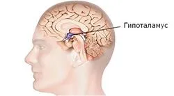 Organele și funcțiile sistemului endocrin