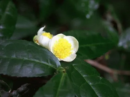 Етерично масло от Frangipani - свойства и противопоказания