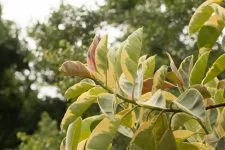 Ficus microcarpa moklame грижи у дома, снимки