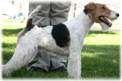 Haired Fox Terrier (fotografie, îngrijire și descriere rasa)