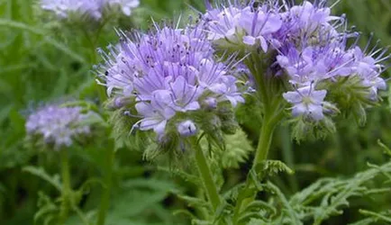 Phacelia kert, gyönyörű ötletek a kertben