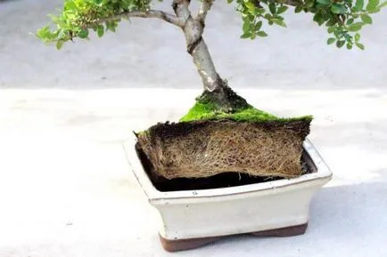 култивиране Ficus moklame и грижи