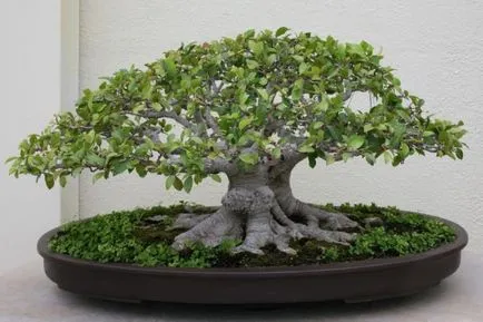 култивиране Ficus moklame и грижи