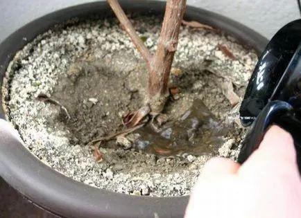 Ficus moklame termesztés és gondozás