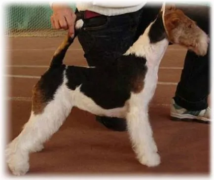 Haired Fox Terrier (fotografie, îngrijire și descriere rasa)