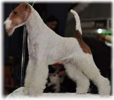 Haired Fox Terrier (fotografie, îngrijire și descriere rasa)