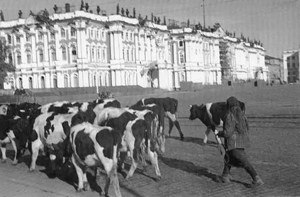 Cronica foto a asediat Leningrad nimic nu este uitat