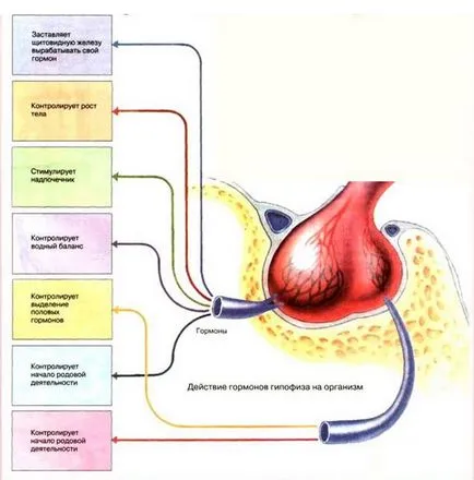 хипофизната функция и хормони
