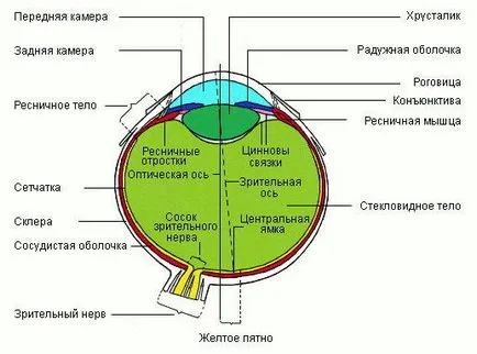 Enciclopedia Eyeball