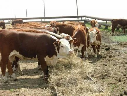 Hereford tehenek vélemények, leírások, árak, fotók