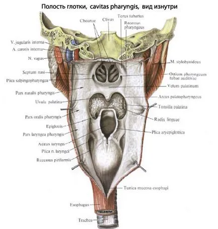 Gât anatomia omului faringelui, structura, funcțiile, imagini, EUROLAB