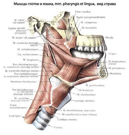 Gât anatomia omului faringelui, structura, funcțiile, imagini, EUROLAB