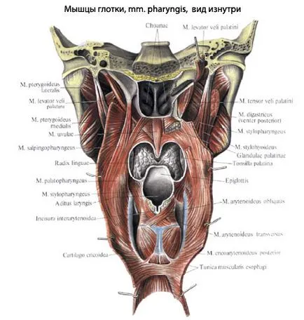 Gât anatomia omului faringelui, structura, funcțiile, imagini, EUROLAB