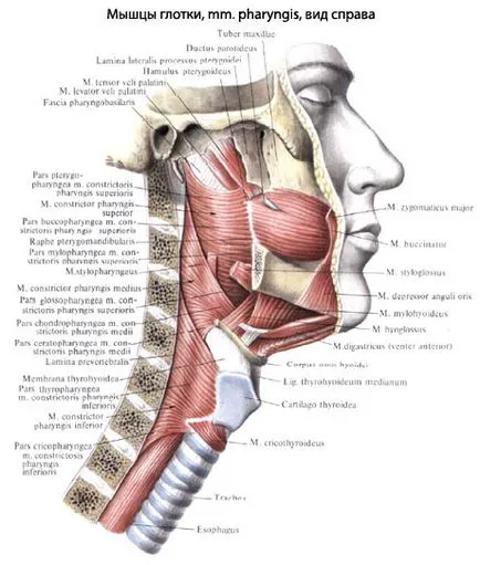 Gât anatomia omului faringelui, structura, funcțiile, imagini, EUROLAB