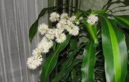 fragrans Dracaena de îngrijire la domiciliu