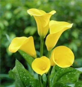 Acasă întreținere Calla, calla plantarea calla colorate