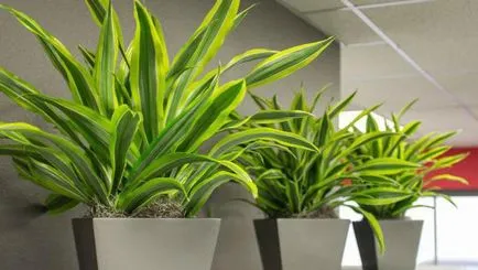 Caracteristici Dracaena fragrans de cultivare și îngrijire