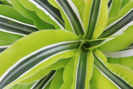 Dracaena fragrans характеристики на отглеждане и грижи