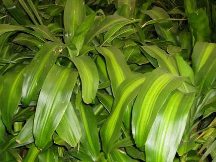 Dracaena fragrans - otthoni gondozást fotók, videók