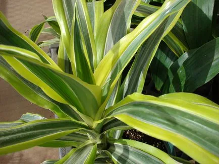 Dracaena fragrans - грижи у дома снимки, видео