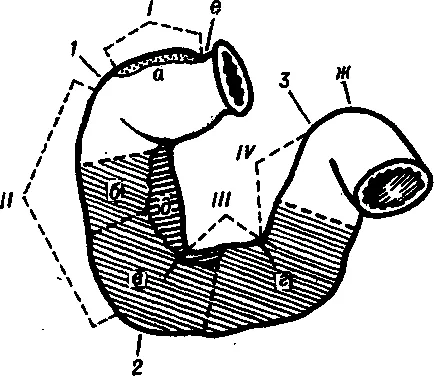 duodenum