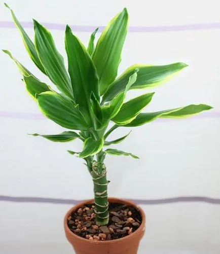 Dracaena fragrans характеристики на отглеждане и грижи