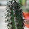 Pot kaktusz