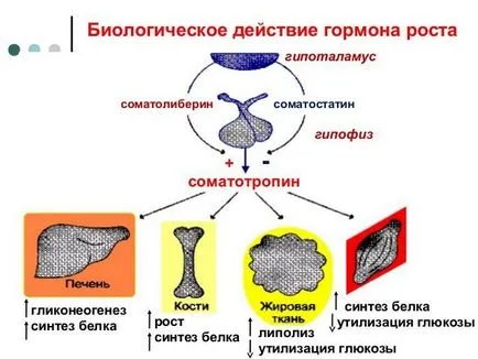 Efectele secundare de hormon de creștere și consecințe în domeniul sportului