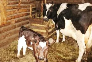 Instrucțiuni privind vacile de reproducere în gospodărie