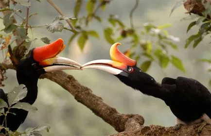 Malabar Pied Hornbill - lumea minunată a animalelor