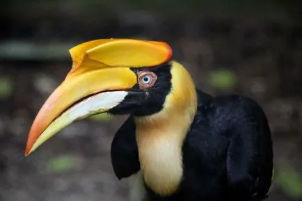 Malabar Pied Hornbill - lumea minunată a animalelor