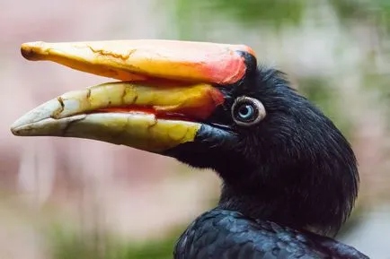 Malabar Pied Hornbill - lumea minunată a animalelor