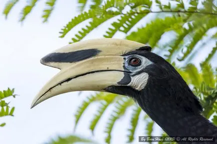 Malabar Pied Hornbill - lumea minunată a animalelor