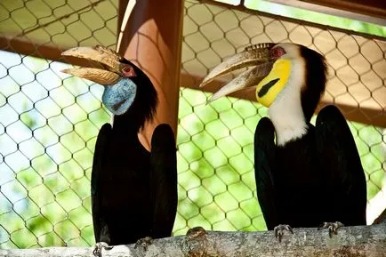 Malabar Pied Hornbill - lumea minunată a animalelor