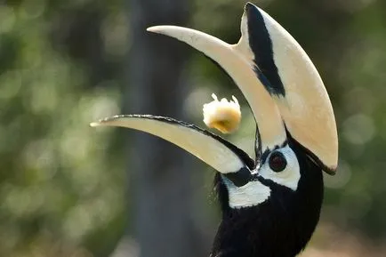 Malabar Pied Hornbill - lumea minunată a animalelor