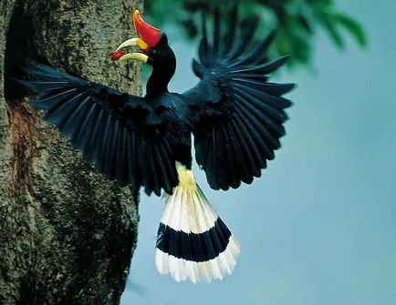 Malabar Pied Hornbill - lumea minunată a animalelor