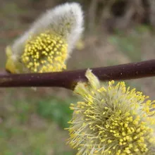 Kecske fűz fotó, ültetés, metszés és gondozás, a fajtaleírási