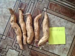 Rezultatele cultivarea yam în 2013 - un blog grădinar piață