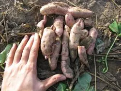 Rezultatele cultivarea yam în 2013 - un blog grădinar piață