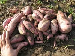 Rezultatele cultivarea yam în 2013 - un blog grădinar piață