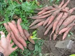 Rezultatele cultivarea yam în 2013 - un blog grădinar piață
