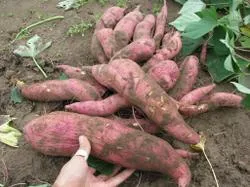 Rezultatele cultivarea yam în 2013 - un blog grădinar piață