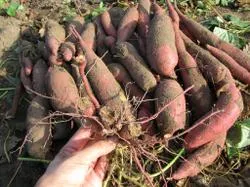 Rezultatele cultivarea yam în 2013 - un blog grădinar piață