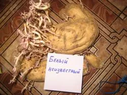 Rezultatele cultivarea yam în 2013 - un blog grădinar piață